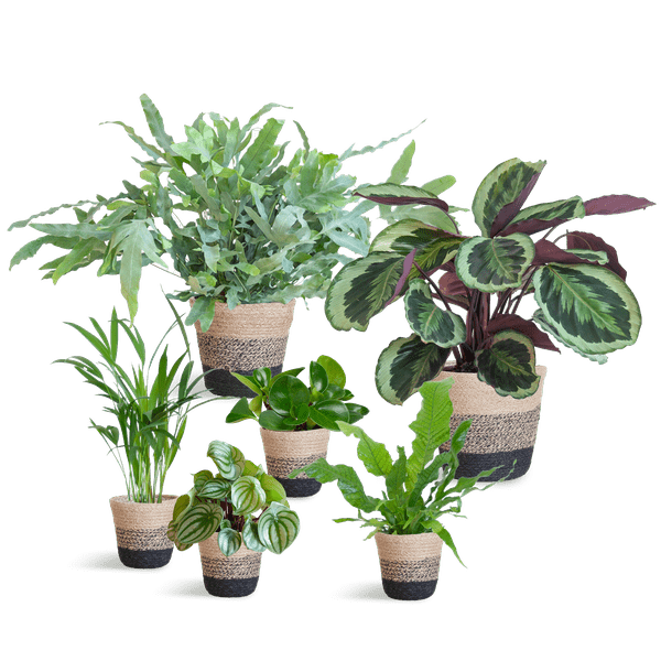 Haustierfreundliches Pflanzenset – 6 ungiftige Zimmerpflanzen für Hunde & Katzen – inkl. Lissabon Pflanzenkorb aus Jute – Calathea, Farn, Goldpalme, Peperomia – Sicher & dekorativ