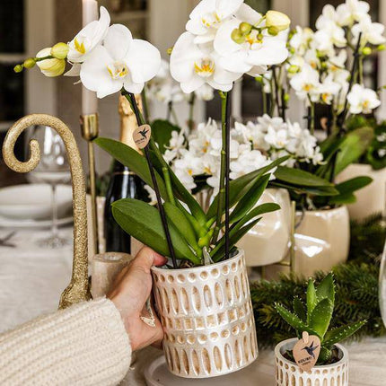 Dekotopf Mosaik – Ø6cm – Blumentopf mit goldenen Mosaikdetails – Stilvoller Mini Pflanztopf für Sukkulenten & kleine Pflanzen