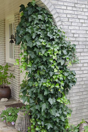 Gemeiner Efeu – Hedera helix – Ø15cm – ca. 65cm hoch – Immergrüne Kletterpflanze – Winterhart & pflegeleicht – Für Fassade, Zaun & Pergola