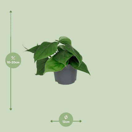 Philodendron Scandens – Baumfreund – Zimmerpflanze – Ø12cm – ↕15–20cm Höhe – Pflegeleicht – Luftreinigend – Halbschatten – Grünpflanze für Zuhause & Büro