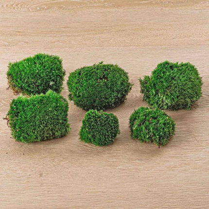 Lebendes Kissenmoos – pflegeleichter Flaschengarten im Glas, Pflanzen Terrarium für Wohnzimmer & Büro