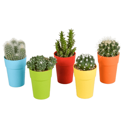 Kakteen Mix – 5 Pflanzen – Ø5,5cm Zimmerpflanzen im farbigen Kunststofftopf– Verschiedene Mini-Kakteen – Pflegeleichte Pflanzen für Fensterbank, Büro & Wohnzimmer