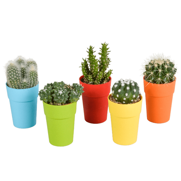 Kakteen Mix – 5 Pflanzen – Ø5,5cm Zimmerpflanzen im farbigen Kunststofftopf– Verschiedene Mini-Kakteen – Pflegeleichte Pflanzen für Fensterbank, Büro & Wohnzimmer