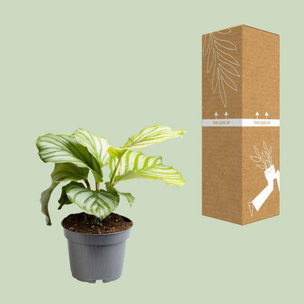 Korbmarante – Calathea Orbifolia – Zimmerpflanze – Ø12cm  – ca. 25cm hoch – dekorative Grünpflanze mit einzigartigen Blattmustern – pflegeleicht für Wohnung & Büro
