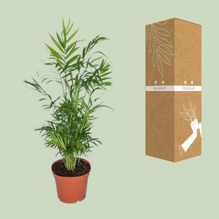 Mexikanische Bergpalme – Chamaedorea Elegans – Ø17cm x H55cm – Pflegeleichte Zimmerpalme – Für Halbschatten – Luftreinigend – Im Pflanztopf