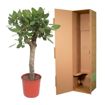 Ficus Benghalensis – Banyan – Feige auf Stamm – ca. 150cm Höhe – Zimmerpflanze mit großen glänzenden Blättern – Topfgröße Ø34cm – Elegante Innenraum