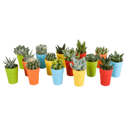 Sukkulenten & Kakteen Mix – 15 Pflanzen – Ø5,5cm Zimmerpflanzen im farbigen Kunststofftopf – Verschiedene Mini-Sukkulenten & Kakteen – Pflegeleichte Pflanzen für Fensterbank, Büro & Wohnzimmer
