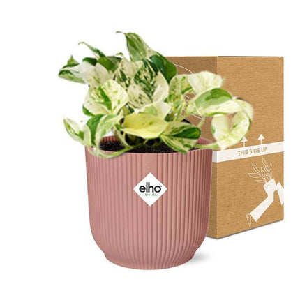 Efeutute – Epipremnum Pinnatum Happy Leaf – pflegeleichte Zimmerpflanze – luftreinigend – Topf Vibes Fold 14cm Rosa – dekorative Kletter- und Hängepflanze