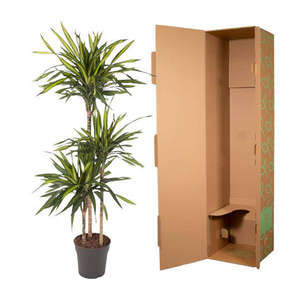 Drachenbaum – Dracaena Riki 140cm – Ø24cm – Zimmerpflanze mit grün gestreiften Blättern – Elegante pflegeleichte Dekopflanze für Wohnzimmer, Büro & Wintergarten