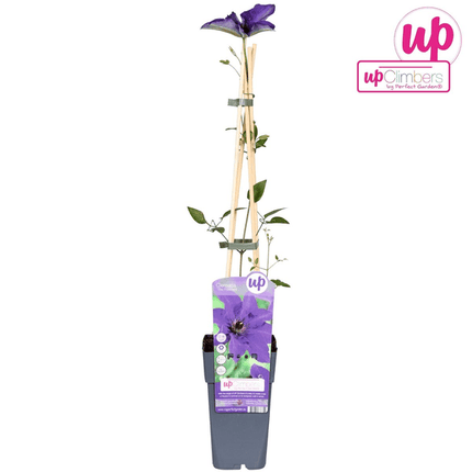 Waldrebe – Clematis 'The President' – Ø15cm – ↕65cm – Kletterpflanze mit lila Blüten – ideal für Pergolen, Zäune & Rankhilfen