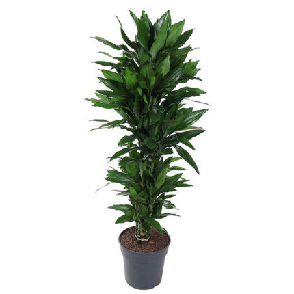 Drachenbaum – Dracaena Janet Lind 130cm – Ø31cm – Zimmerpflanze mit breiten dunkelgrünen Blättern – Pflegeleichte robuste Grünpflanze für Wohnzimmer, Büro & Wintergarten