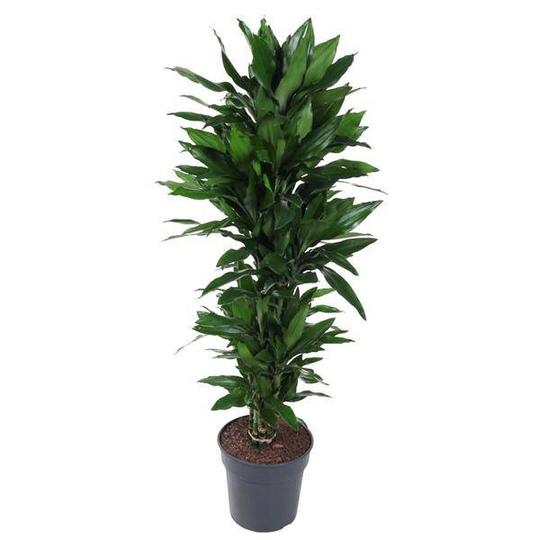 Drachenbaum – Dracaena Janet Lind 130cm – Ø31cm – Zimmerpflanze mit breiten dunkelgrünen Blättern – Pflegeleichte robuste Grünpflanze für Wohnzimmer, Büro & Wintergarten
