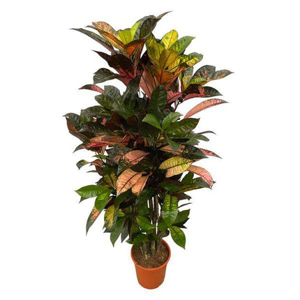 Codiaeum Croton Iceton – Wunderstrauch – Bunte Zimmerpflanze mit Farbspiel – Exotische Blätter – Ø24cm – ↕120cm