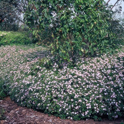 Wild – Aster ageratoides 'Asran' – 6 Stück – ↕10-25cm – Ø9cm – Herbstblüher für Garten & Balkon – Pflegeleichte Staude mit hellblauen Blüten