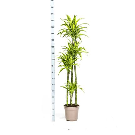 Drachenbaum Dracaena Deremensis Lemon Lime – Zimmerpflanze – Ø27 cm Topf – 180 cm hoch – dekorative Blattpflanze mit lebhaften Grüntönen