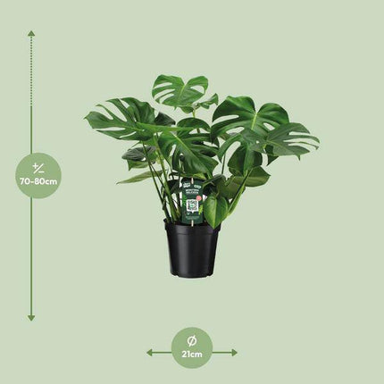 Monstera Deliciosa – Köstliches Fensterblatt – Zimmerpflanze – Ø21cm ↕65cm – Tropisches Flair – Pflegeleicht – Luftreinigend – Indoor Grünpflanze