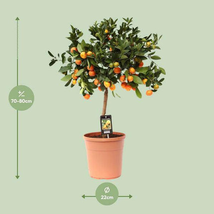 Orangenbaum – Calamondinorange – Citrus Calamondin – Ø22cm – ca. 80cm hoch – dekorativer Zitrusbaum mit Früchten für Balkon, Terrasse und Innenräume