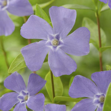 Kleines Immergrün – Vinca minor – ↕10-25cm – Ø9cm – 6 Pflanzen – Blauer Bodendecker – Sonne & Schatten – Pflegeleicht