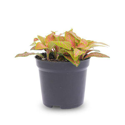 Fittonia Ruby Lime – Mosaikpflanze – Tropische Zimmerpflanze mit dekorativen Blättern in Rot & Grün – Terrarienpflanze & bunte Grünpflanze für Wohnzimmer, Büro & Urban Jungle