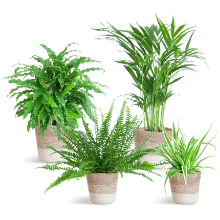 Haustierfreundliches Zimmerpflanzen-Set 4er – Sicher für Hunde & Katzen – Inklusive nachhaltigem Jute-Pflanzenkorb – Krulvaren Green Lady, Calathea Rufibarba, Goldpalme, Graslilie