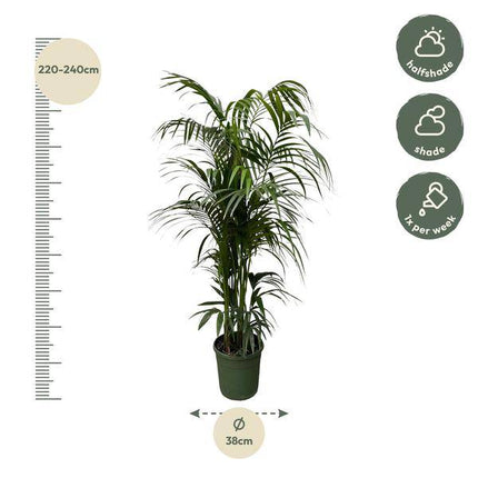 Kentia-Palme – Howea forsteriana – Zimmerpflanze 230cm – Ø38cm – Exklusive XXL-Palme mit eleganten Wedeln – Tropische Kübelpflanze für Wohnzimmer, Büro & Wintergarten – Pflegeleicht
