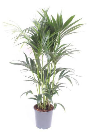 Kentia-Palme – Howea Forsteriana – Zimmerpflanze – Ø24cm – ↕120cm – tropische grüne Pflanze – pflegeleicht & luftreinigend – elegante Palme für Wohnzimmer, Büro & Schlafzimmer