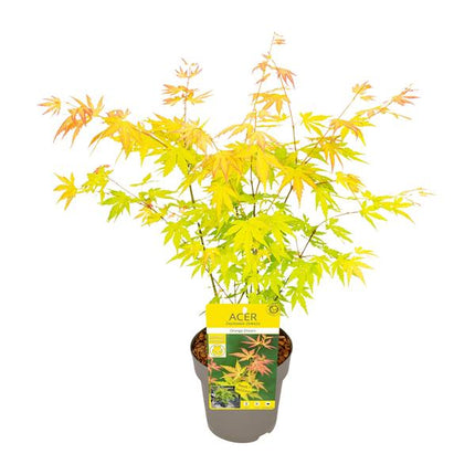 Fächer – Ahorn Acer palmatum Orange Dream Gartenpflanze Ø15cm ↕40cm – winterharte Pflanze für Garten, Balkon, Terrasse, Kübel & Beet online kaufen