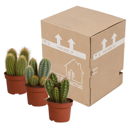 Cereus Mix – 3 Zimmerpflanzen – Ø10,5cm – Verschiedene Säulen- & Stabkakteen – Pflegeleichte Kakteen im Mix – Sukkulenten für Wohnzimmer, Büro & Fensterbank