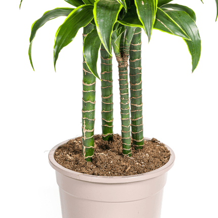 Drachenbaum Dracaena Deremensis Dorado – Zimmerpflanze – Ø27cm Topf – 180 cm Höhe – Elegante, langlebige Blattpflanze