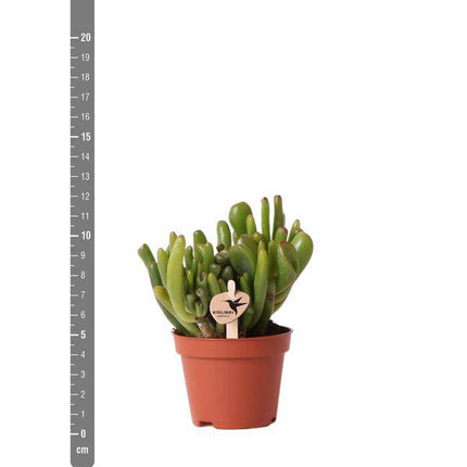 Crassula Hobbit Zimmerpflanze Ø6cm – pflegeleichte Sukkulente für Wohnzimmer, Büro & helle Standorte kaufen