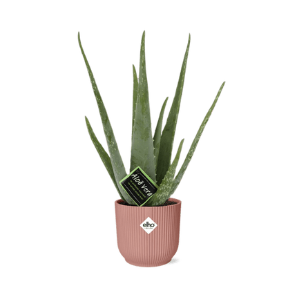 Echte Aloe – Aloe Vera – Zimmerpflanze – ca. 12cm Höhe – Ø14cm Rosa Vibes Falten Topf – pflegeleichte Sukkulente mit luftreinigender Wirkung