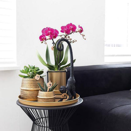 Phalaenopsis Orchidee – Flieder – Morelia – Mit goldfarbenem Groove Ziertopf – Ø9cm – 35cm hoch – Blühende Zimmerpflanze – Deko-Set für Wohnzimmer & Geschenkidee