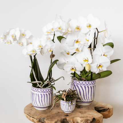 Topf Granada – Flieder – Ø6cm – Dekorativer Blumentopf aus glasierter Keramik – Mediterraner Stil – Pflanzgefäß für Zimmerpflanzen, Sukkulenten & Deko