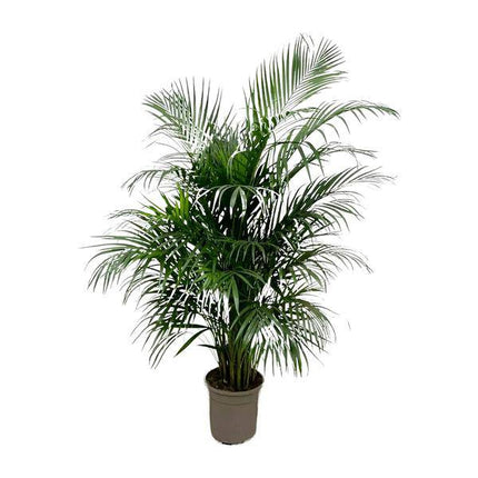 Goldfruchtpalme – Dypsis Lutescens – Areca-Palme – Zimmerpflanze 150cm – Ø24cm – Tropische Grünpflanze mit eleganten Wedeln – Exklusive Kübelpflanze für Wohnzimmer, Büro & Balkon – Pflegeleicht