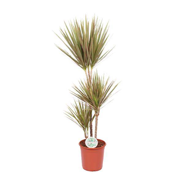 Drachenbaum Dracaena Bicolor – Ø24cm – ↕115cm – Exotische Zimmerpflanze – Luftreinigend & Pflegeleicht