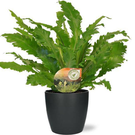 Asplenium Campio Nestfarn – Zimmerpflanze – Ø17 cm – ca. 50 cm hoch – inkl. Topf Brüssel Anthrazit Ø18x17 cm
