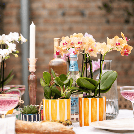 Phalaenopsis Orchidee Bozen Orange – Zimmerpflanze Ø9cm – inkl. Painted Stripe Topf Orange – Exotische Orchidee mit 2–3 Blütenstielen – Dekorative Blütenpflanze für Wohnzimmer & Büro