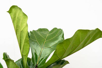Geigen – Feige – Ficus Lyrata – Zimmerpflanze 200cm – Ø32cm – XXL – Pflanze mit großen geigenförmigen Blättern – Pflegeleicht