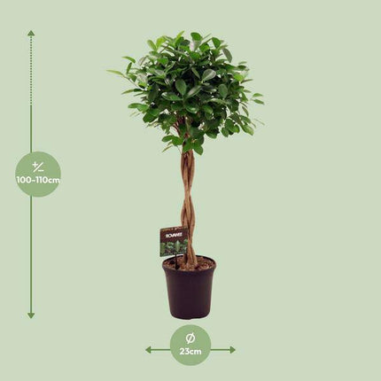 Chinesische Feige – Ficus Microcarpa Moclame – Ø23cm – ↕110cm – Elegante Zimmerpflanze mit dichtem, grünem Laub – Pflegeleichter Ficus für Wohnzimmer, Büro & Wintergarten
