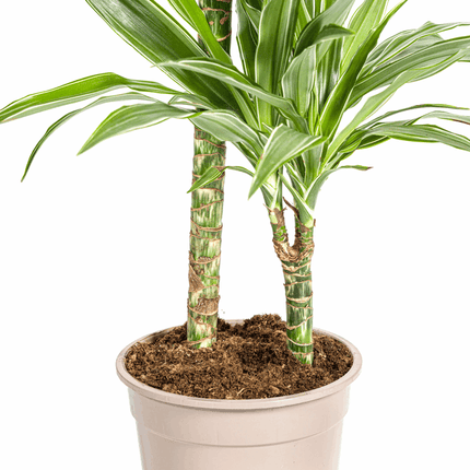 Dracaena Deremensis White Stripe – Drachenbaum – Ø19cm – ↕70-90cm – Elegante Zimmerpflanze mit weißen Blattstreifen – Pflegeleicht & luftreinigend