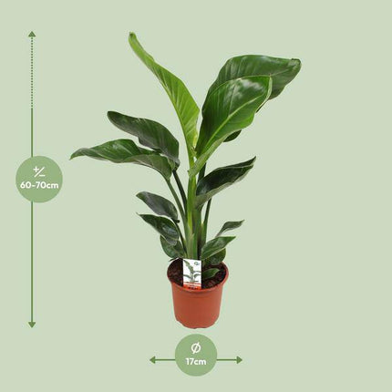 Baum – Strelitzie – Strelitzia Nicolai – Paradiesvogelblume – Ø17cm ↕70cm – tropische Zimmerpflanze mit exotischem Blattschmuck
