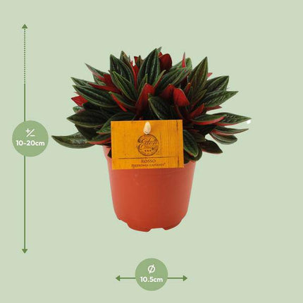 Peperomia caperata 'Rosso' Zimmerpflanze Ø11cm ↕15cm – pflegeleichte Grünpflanze für Wohnzimmer, Büro & helle Standorte kaufen