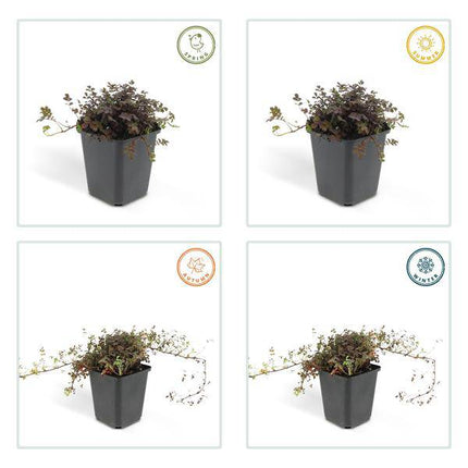 Braunrotes Stachelnüsschen Acaena microphylla 'Kupferteppich' – 40 Pflanzen – ↕10-25cm – Ø9cm – Bodendecker – Winterhart & pflegeleicht – Sonne & Schatten