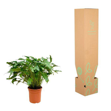 Philodendron Xanadu – Baumfreund – ca. 80cm hoch – Ø27cm – Tropische Zimmerpflanze mit dekorativen Blättern – Pflegeleichte Grünpflanze für Wohnzimmer & Büro