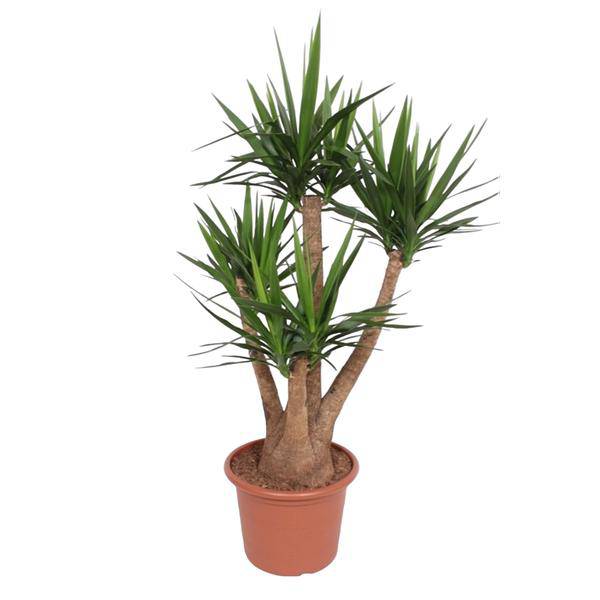 Riesen-Palmlilie – Yucca Elephantipes verzweigt – Zimmerpflanze 170cm – Ø45cm – Pflegeleichte Grünpflanze mit langen, spitzen Blättern – Tropischer Blickfang für Wohnzimmer, Büro & Wintergarten