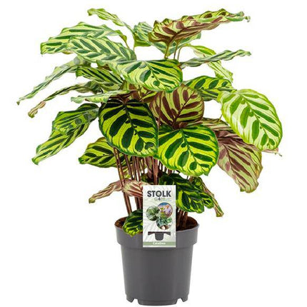 Calathea Makoyana – Pfauen-Korbmarante – Zimmerpflanze ↕45cm – Ø14cm – Tropische Pflanze mit auffälligem Blattmuster – Exotische Grünpflanze für Wohnzimmer & Büro