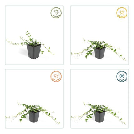 Immergrün – Vinca minor 'Alba' – ↕10-25cm – Ø9cm – 6 Pflanzen – Bodendecker mit weißen Blüten – Pflegeleicht & sonnig/schattig