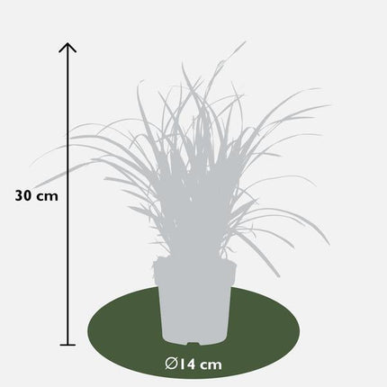 Japan – Segge – Carex morrowii 'Icedance' – Immergrünes Ziergras – 3 Pflanzen – Ø14cm – Ca. 30cm hoch – Winterhart & pflegeleicht – Für Garten & Kübel