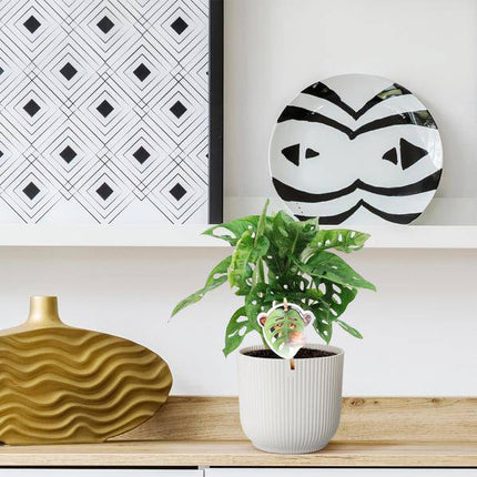 Monstera obliqua Monkey Leaf – Fensterblatt – Kletterpflanze und Zimmerpflanze mit dekorativen Blättern – Ø12cm – ↕25cm