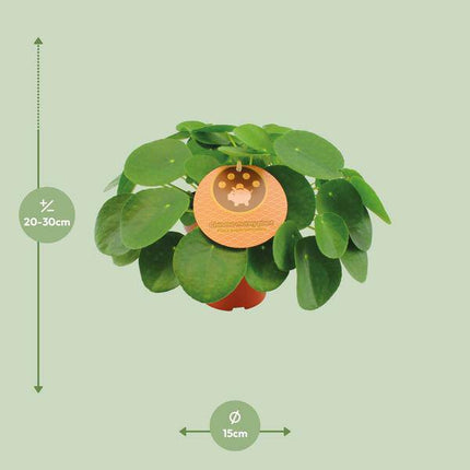 Chinesischer Geldbaum – Pilea Peperomioides – Ø15cm – ca. 30cm hoch – pflegeleichte Glückspflanze mit runden Blättern – trendige Zimmerpflanze